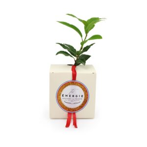 LE CUBE ARBRE