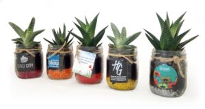 MINI PLANTE DEPOLLUANTE EN BOCAL