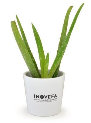 PLANT ALOE VERA