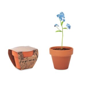 MYOSOTIS DANS UN POT EN TERRE CUITE FORGET ME NOT